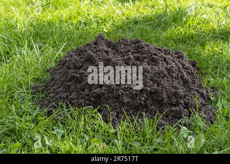 Frische Mücke auf dem Rasen, im Garten, Stockfoto