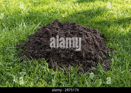 Frische Mücke auf dem Rasen, im Garten, Stockfoto