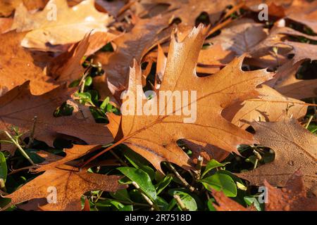 Herbstblätter, Eichenblätter liegen auf einer Hecke, Stockfoto