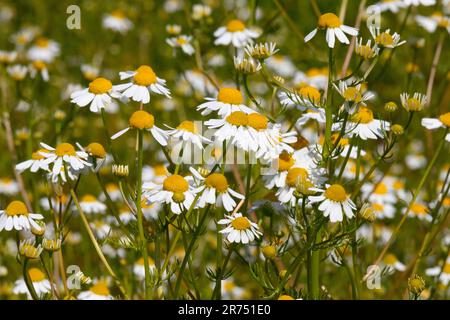 Eine Gruppe Kamillenblumen im Freien im Garten aus der Nähe Stockfoto