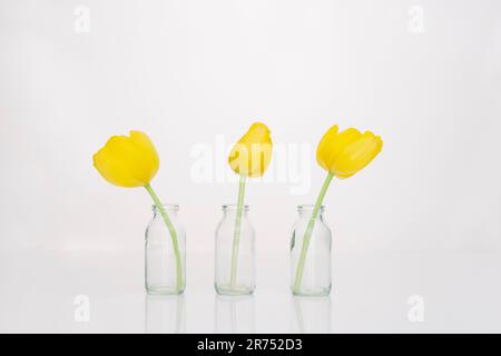 Drei gelbe Tulpen in drei Blumenvasen Stockfoto