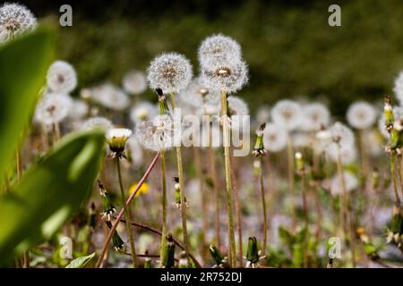 Löwenzahn auf einer Löwenwiebelwiese in Deutschland Stockfoto