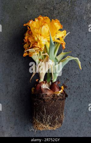 Verwelkte Tulpenblüte mit Zwiebeln Stockfoto