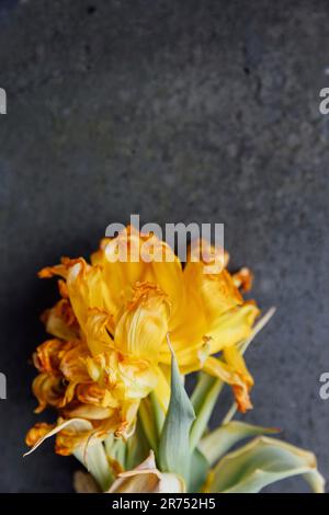 Verblasste Tulpenblume auf grauem Steinboden Stockfoto