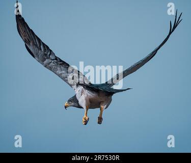 Schwarzer Buzzard-Adler auf dem Flug in chilenischem Patagonien Stockfoto