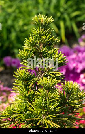 Großaufnahme Koyamaki Japanischer Regenschirm Kiefer Parasol Tanne Sciadopitys verticillata 'Maxi Sternschnuppe' Garten Grüne Laubnadeln Sciadopitys Baum Stockfoto