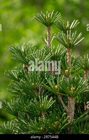 Koyamaki, japanischer Regenschirm Pinienbaum Sciadopitys verticillata „Beauty Green“ Stockfoto