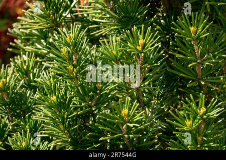 Sonnenschirmtanne, Koyamaki, japanische Regenschirmkiefer, Sciadopitys Verticillata 'Beauty Green' im Garten Stockfoto