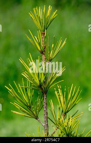 Japanischer Regenschirm Pinie Sciadopitys verticillata Nahaufnahme, Nadeln, Zweig, Grün, Gelb, Sciadopitys verticillata "Marilyn Monroe" Porträt eines Baumes Stockfoto