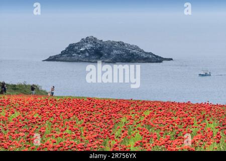 Der atemberaubende Anblick eines Feldes voller Common Poppies Papaver Rhoeas an der Küste von Crantock Bay in Newquay in Cornwall, Großbritannien in Europa. Stockfoto