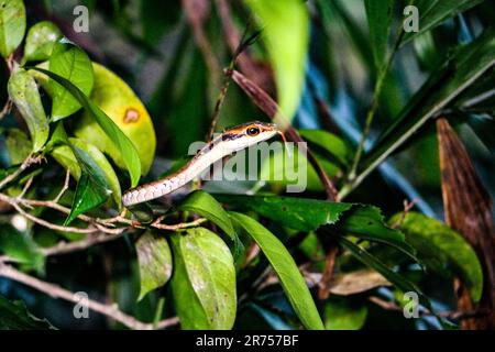 Versteckte Schlange in einem Regenwald Stockfoto