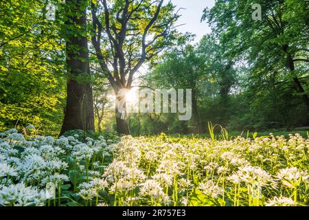 Nationalpark Donau-Auen, Donau-Auen-Nationalpark, blühender wilder Knoblauch (Allium ursinum), Wald, tiefe stehende Sonne in Donau, Niederösterreich, Österreich Stockfoto