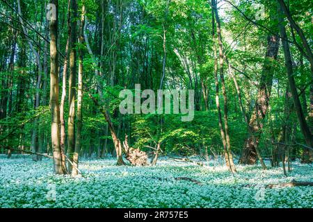 Nationalpark Donau-Auen, Donau-Auen-Nationalpark, blühender wilder Knoblauch (Allium ursinum), Wald, tiefe stehende Sonne in Donau, Niederösterreich, Österreich Stockfoto