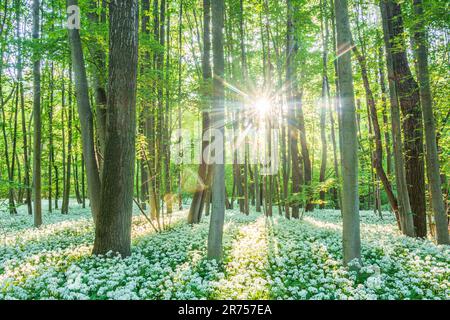 Nationalpark Donau-Auen, Donau-Auen-Nationalpark, blühender wilder Knoblauch (Allium ursinum), Wald, tiefe stehende Sonne in Donau, Niederösterreich, Österreich Stockfoto