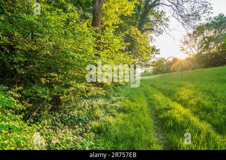 Nationalpark Donau-Auen, Donau-Auen-Nationalpark, Staudamm Hubertusdamm, Wald, blühender wilder Knoblauch (Allium ursinum) in Donau, Niederösterreich, Österreich Stockfoto