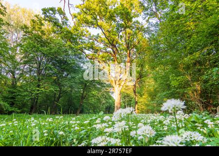 Nationalpark Donau-Auen, Donau-Auen-Nationalpark, blühender wilder Knoblauch (Allium ursinum), Wald, tiefe stehende Sonne in Donau, Niederösterreich, Österreich Stockfoto