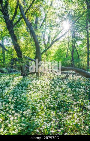 Nationalpark Donau-Auen, Donau-Auen-Nationalpark, blühender wilder Knoblauch (Allium ursinum), Wald, tiefe stehende Sonne in Donau, Niederösterreich, Österreich Stockfoto