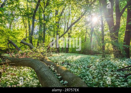 Nationalpark Donau-Auen, Donau-Auen-Nationalpark, blühender wilder Knoblauch (Allium ursinum), Wald, tiefe stehende Sonne in Donau, Niederösterreich, Österreich Stockfoto