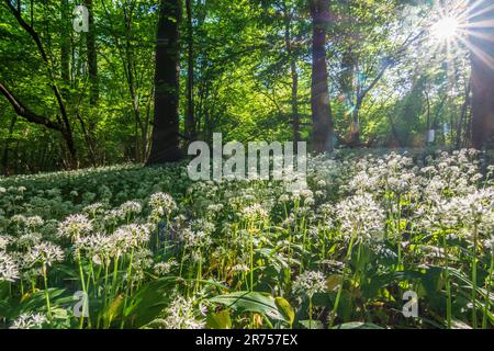 Nationalpark Donau-Auen, Donau-Auen-Nationalpark, blühender wilder Knoblauch (Allium ursinum), Wald, tiefe stehende Sonne in Donau, Niederösterreich, Österreich Stockfoto