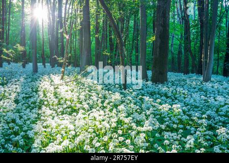 Nationalpark Donau-Auen, Donau-Auen-Nationalpark, blühender wilder Knoblauch (Allium ursinum), Wald, tiefe stehende Sonne in Donau, Niederösterreich, Österreich Stockfoto