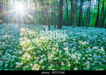 Nationalpark Donau-Auen, Donau-Auen-Nationalpark, blühender wilder Knoblauch (Allium ursinum), Wald, tiefe stehende Sonne in Donau, Niederösterreich, Österreich Stockfoto