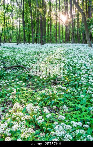 Nationalpark Donau-Auen, Donau-Auen-Nationalpark, blühender wilder Knoblauch (Allium ursinum), Wald, tiefe stehende Sonne in Donau, Niederösterreich, Österreich Stockfoto