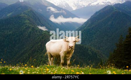 Kühe, die frisches Gras im Bergtal fressen. Schneebedeckte Berggipfel auf unscharfem Hintergrund. Eine Blumenwiese Stockfoto