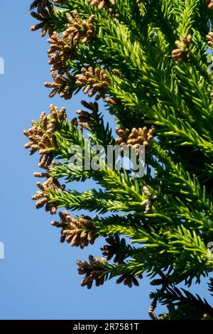 Cryptomeria japonica Buckiscope, Nadeln, Zweige, Kryptomerie, Konen, Japanische Zeder, männliche Zapfen Stockfoto