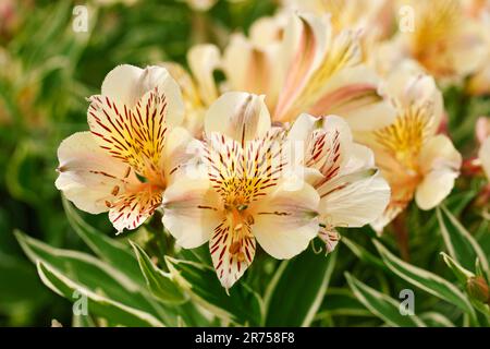 Peruanische Lilie. Alstroemeria. Der Name Peruanische Lilie spiegelt ihren Ursprung und ihr lilyenähnliches Aussehen wider. Stockfoto