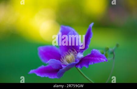 Clematis 'Justa' im Garten Stockfoto