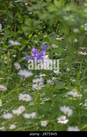 Gänseblümchen, Blumen, unscharfer natürlicher Hintergrund Stockfoto