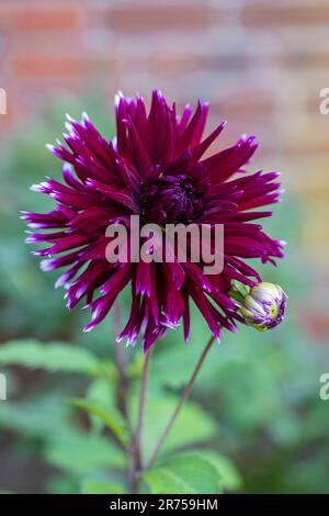 Dahlia Mix "Mitternachtsparty" in voller Blüte Stockfoto