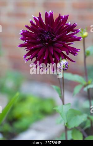 Dahlia Mix "Mitternachtsparty" in voller Blüte Stockfoto