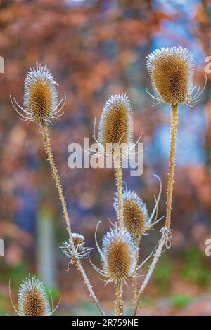 Trockene Blüten des wilden Kardons, Dipsacus fullonum, bedeckt mit Heiserfrost Stockfoto