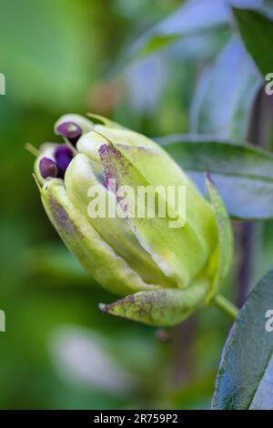 Grüne Knospe einer Passionsblume, Passiflora caerulea, Tendril, Familie Passionsblume (Passifloraceae) Stockfoto