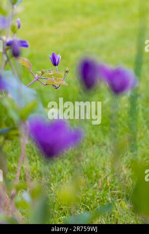 Clematis 'Justa' im Garten Stockfoto