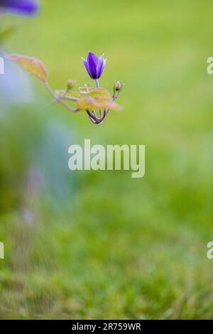 Clematis 'Justa' im Garten Stockfoto