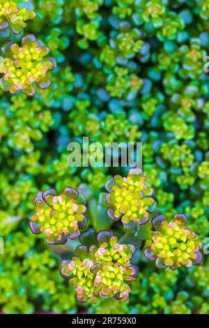 Saftig, Sempervivum minutum, Steine, Steingarten, Hintergrundbild Stockfoto