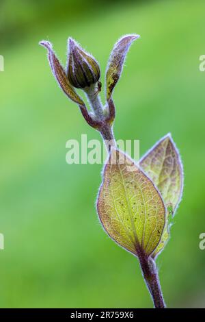 Clematis "Justa" im Garten, Kumpel Stockfoto
