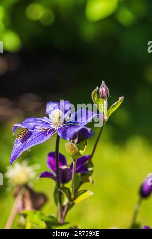 Clematis 'Justa' im Garten Stockfoto