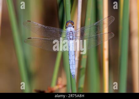 Südeuropäischer Skimmer (Orthetrum brunneum), männlich an einem Pflanzenstamm, Dorsalblick, Deutschland, Bayern Stockfoto