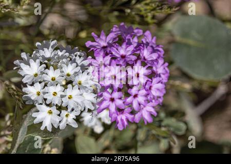 Rosa Sandverbena (Abronia umbellata), blühend, USA, Arizona, Bush Highway Stockfoto