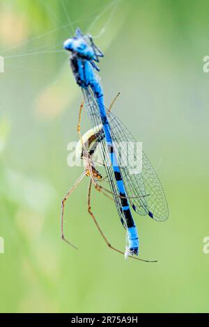 Langkiefer-Spinne (Tetragnatha spec.), mit einem männlichen, gemeinen blauen Dammfliege als Beute im Netz, Seitenansicht, Deutschland, Bayern Stockfoto