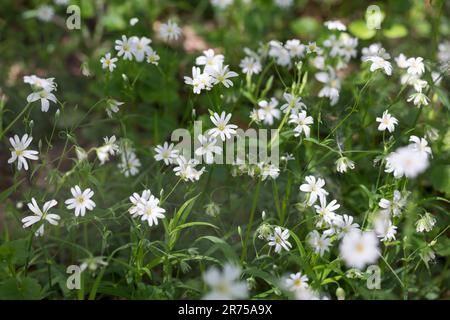 Easterbell-Sternwürze, Großstickkraut (Stellaria holostea), Blütengruppe, Deutschland Stockfoto