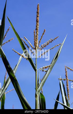 Giant Miscanthus (Miscanthus giganteus, Miscanthus x giganteus), blühend, Biomasse Feld, Deutschland, Bayern Stockfoto