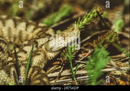 Nasenhornviper, Hornviper, Langnasenviper (Vipera ammodytes), Porträt, Kroatien, Krka-Nationalpark Stockfoto