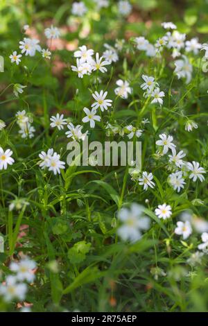 Easterbell-Sternwürze, Großstickkraut (Stellaria holostea), Blütengruppe, Deutschland Stockfoto