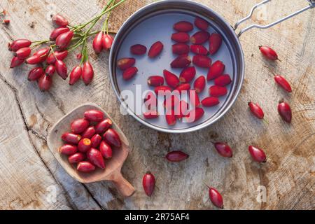 Hunderose (Rosa canina), Rosenhüftenernte, Deutschland Stockfoto