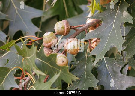 nördliche Roteiche (Quercus rubra), reife Eicheln auf einem Ast, Deutschland, Bayern Stockfoto