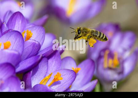 Honigbiene, Bienenstockbiene (APIs mellifera mellifera), apueproachende Krokusblüten, Deutschland, Bayern Stockfoto